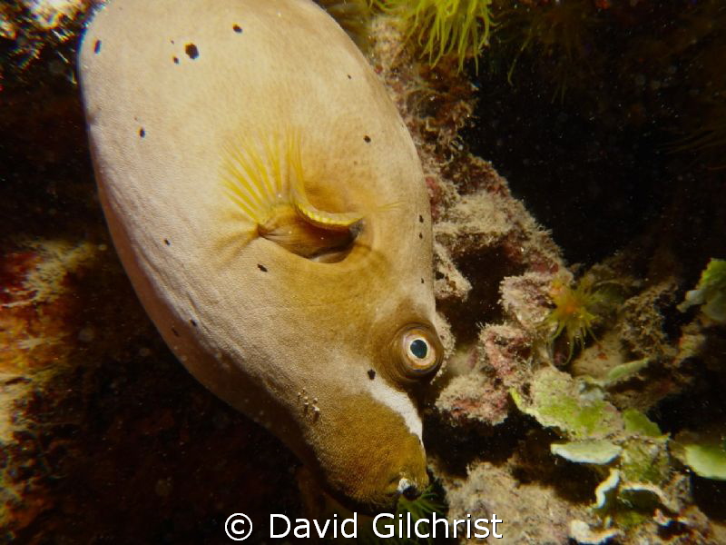 Dog faced Puffer fish, Truk Lagoon by David Gilchrist 