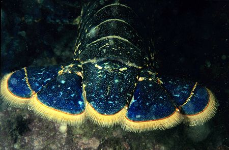 Lobster tail.
Porth Ysgaden, N. Wales.
F90X, 60mm. by Mark Thomas 