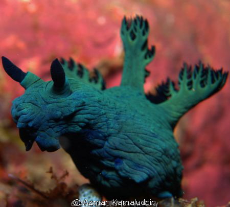 Super Close-up by Azman Kamaluddin 