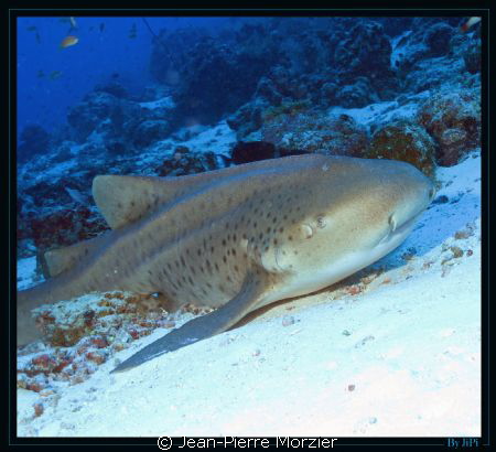 Requin léopard, croisière Maldives 2012 by Jean-Pierre Morzier 