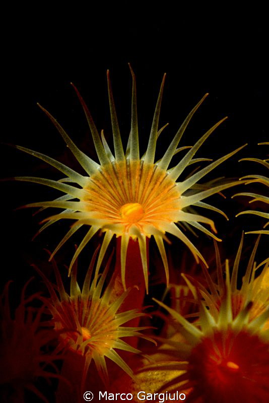 Parazoanthus axinellae, Banco di Santa Croce, vico Equens... by Marco Gargiulo 