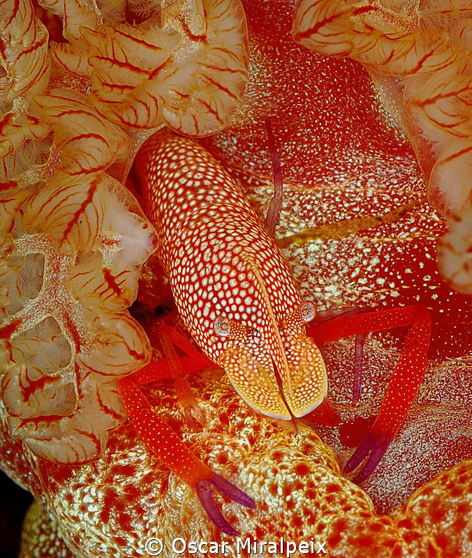 Spanish dancer friend by Oscar Miralpeix 