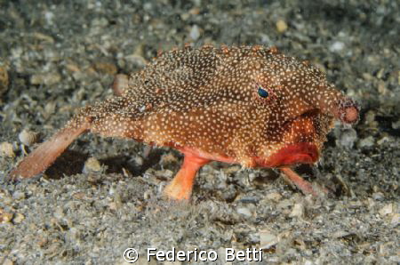 A Bat-fish from BHB by Federico Betti 