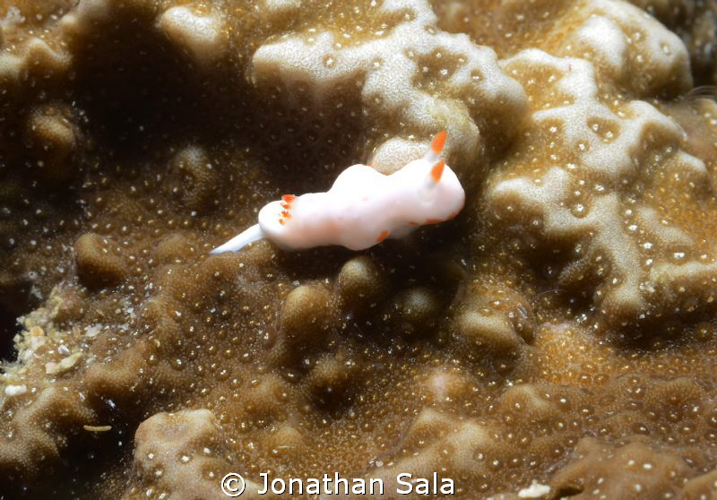 Very little nudy, 3-5 mm, don't know the name by Jonathan Sala 