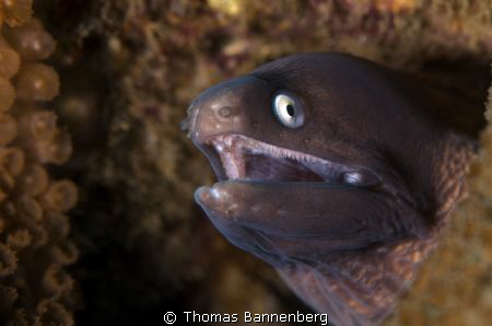 moray eel

NIKON D7000 in a Seacam "Prelude" uw housing... by Thomas Bannenberg 