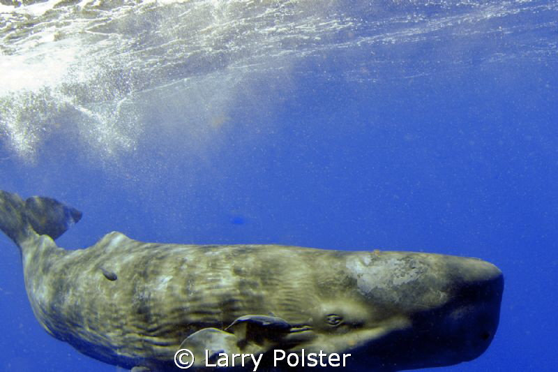 Sperm Whale of Dominica. "Moby Dick" with his on me. by Larry Polster 
