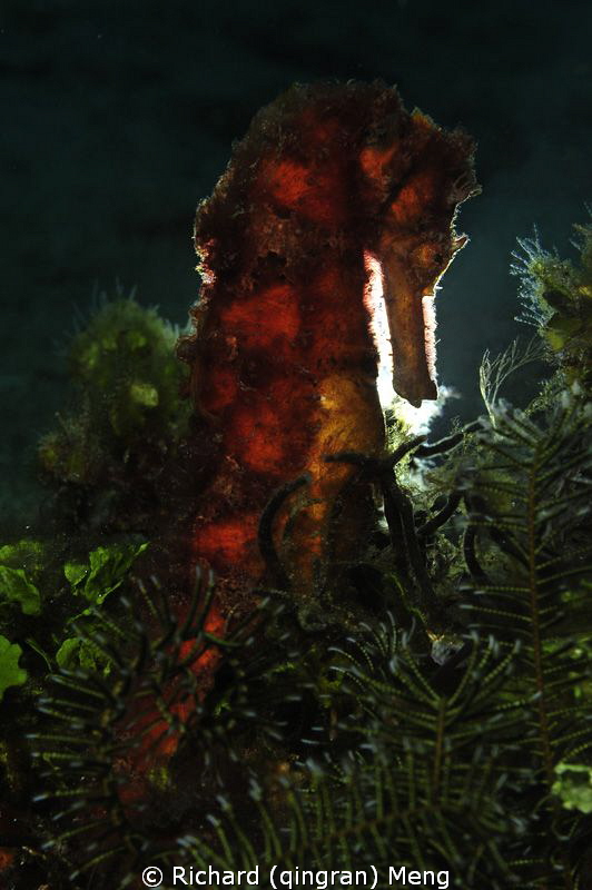 Hairy seahorse by Richard (qingran) Meng 