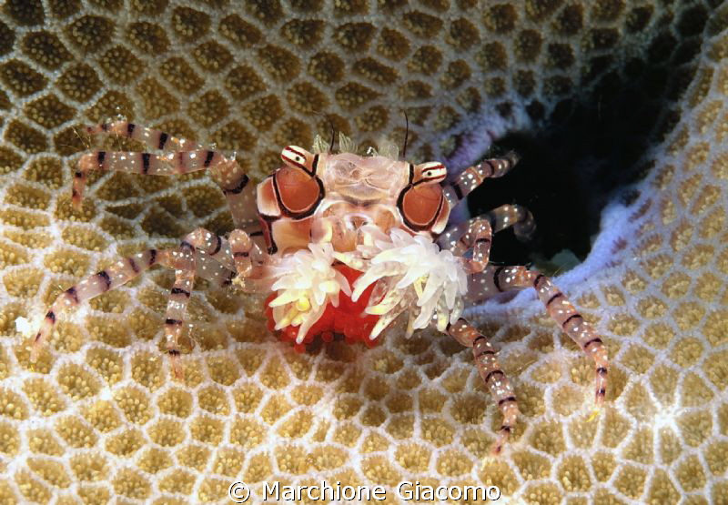 Boxer crab with eggs
Nikon D200 , 60 micro, twin strobo
... by Marchione Giacomo 