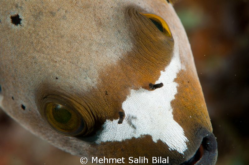 From above. Lembeh Strait. by Mehmet Salih Bilal 