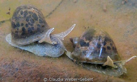 ...THE RACE.... ;-)
freshwater macro by Claudia Weber-Gebert 