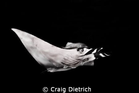 B&W Manta/ Shooting off the Revillagigedo Islands in Mexi... by Craig Dietrich 