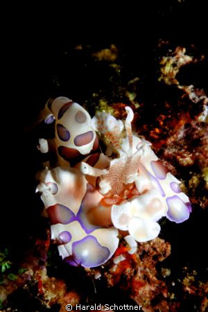 small guy, harleqinshrimp, meet during a nightdive on the... by Harald Schottner 