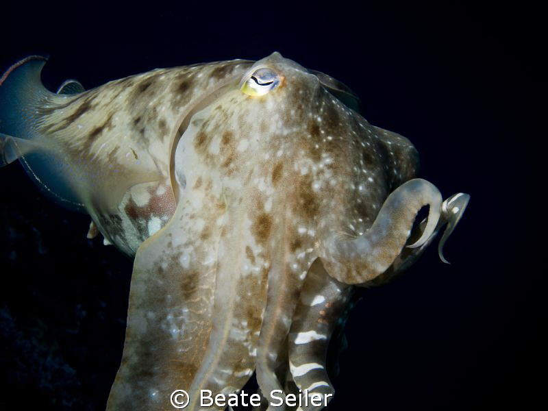 Cuttlefish by Beate Seiler 