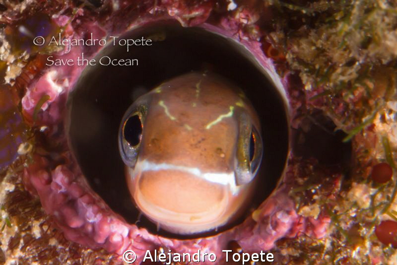 Blenny smile, La Paz Mexico by Alejandro Topete 