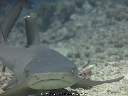 The shark just about to make a move, when my buddy sudden... by Md Kamal Hasan A Aziz 