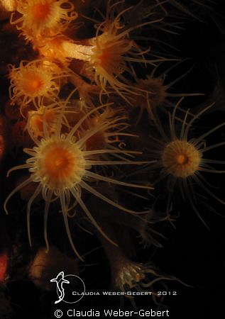 fireworks....
yellow anemone macro by Claudia Weber-Gebert 