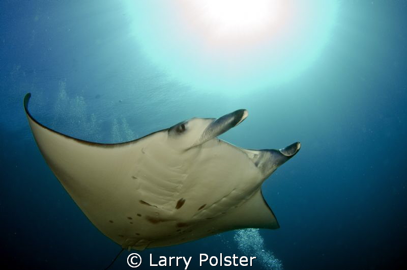 Soaring into the sun on wings of pure grace by Larry Polster 