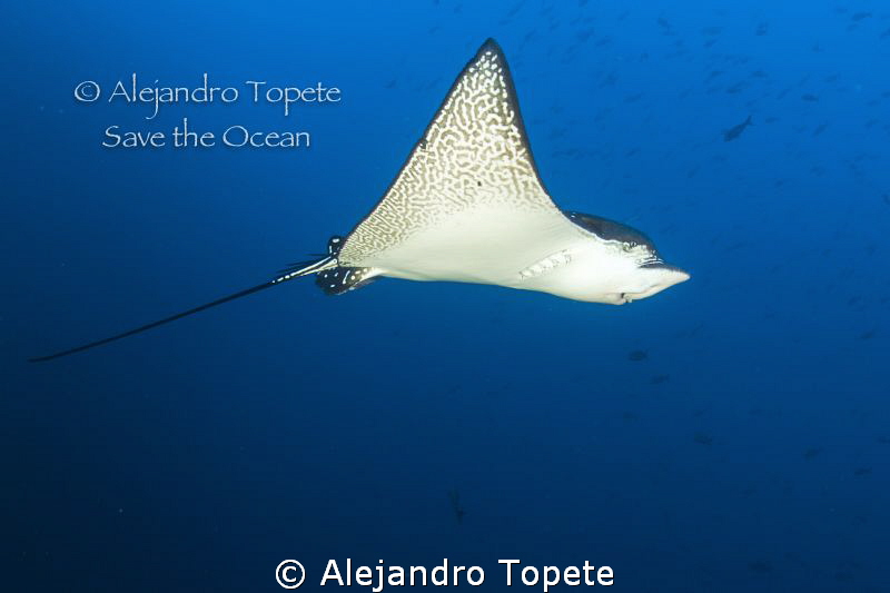 Eagle Ray on Blue, Galapagos Ecuador by Alejandro Topete 