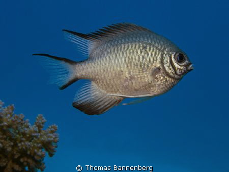 Whitebelly damselfish (Amblyglyphidodon leucogaster)

S... by Thomas Bannenberg 