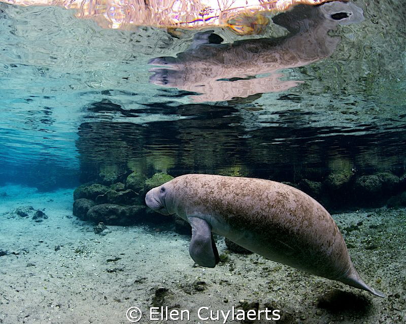 Reflections of...my love for them! by Ellen Cuylaerts 