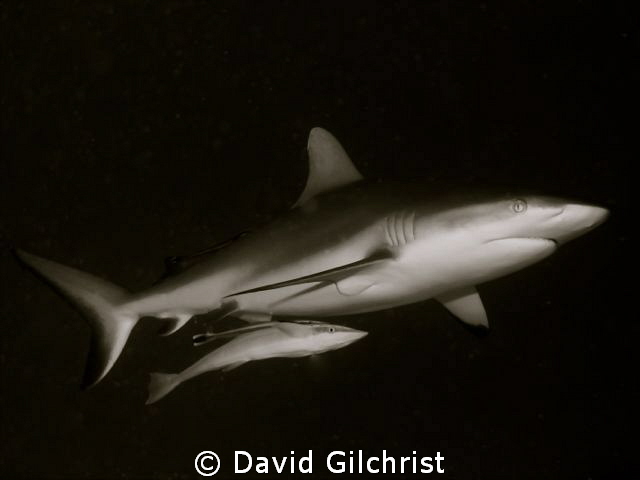Taken with Sony Rx100 in a Nauticam Housing with FiX UWL-... by David Gilchrist 