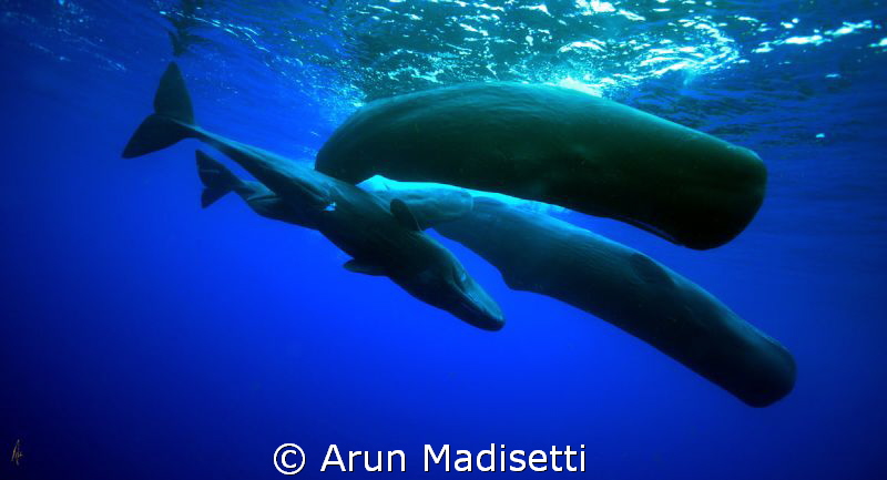 Family group, taken under permit by Arun Madisetti 