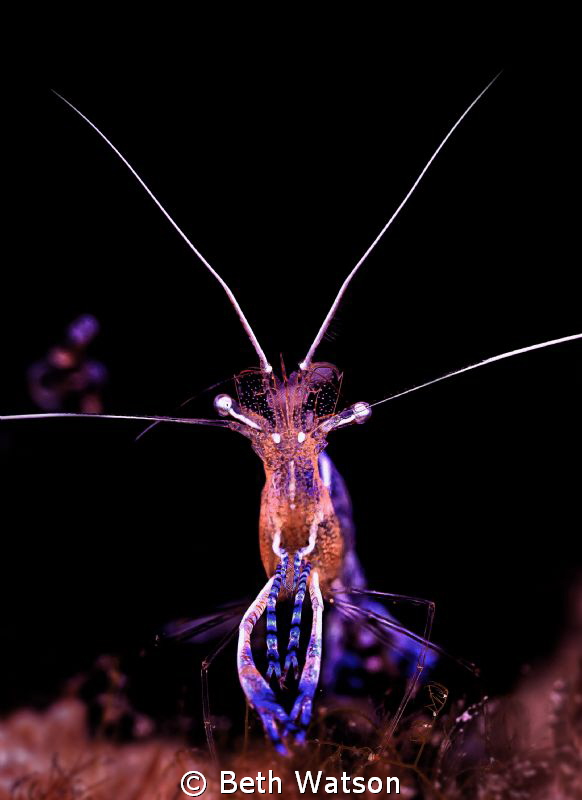 Pederson Cleaner Shrimp...Bonaire by Beth Watson 