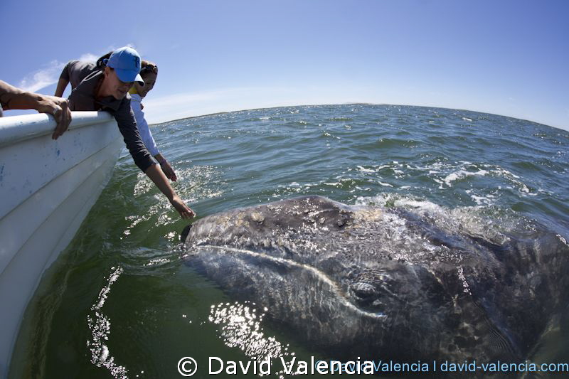 gray whale, lopez mateos, baja california sur by David Valencia 