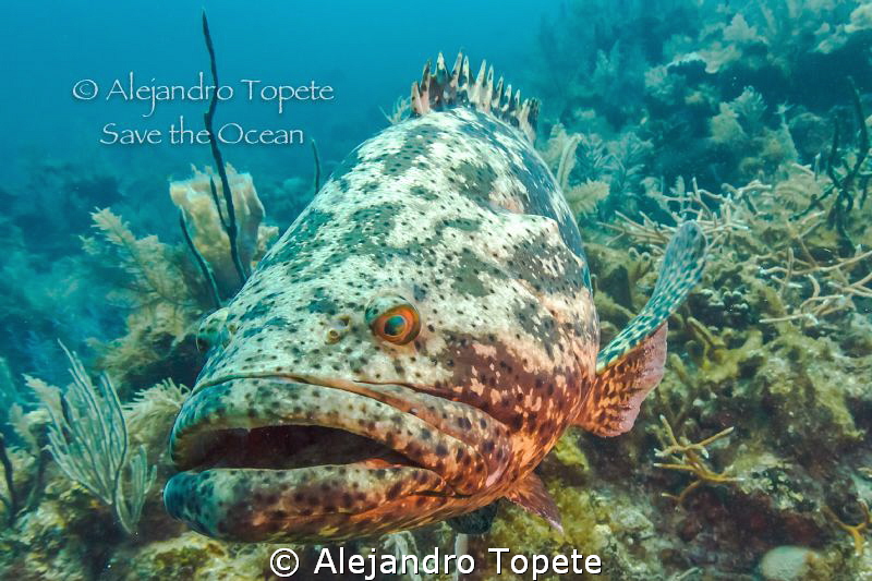 Goliat Gruper in front, Gardens of the Queen Cuba by Alejandro Topete 