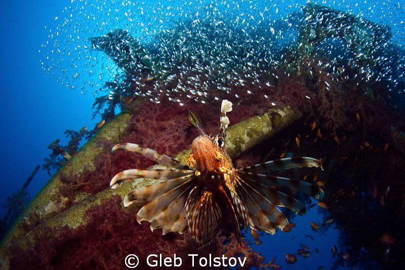 The king by Gleb Tolstov 