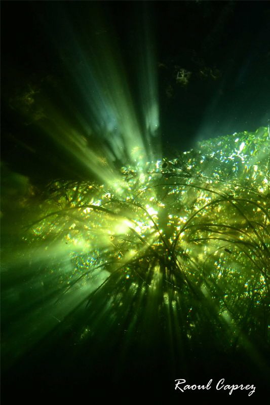 Lighting atmosphere in Mexico cenote (Jardin del Eden) by Raoul Caprez 