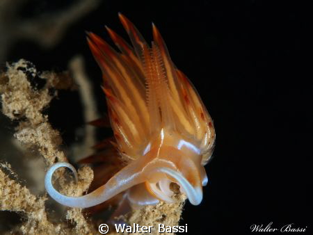 Dondice banyulensis by Walter Bassi 