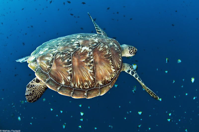 Eretmochelys imbricata by Mathieu Foulquié 
