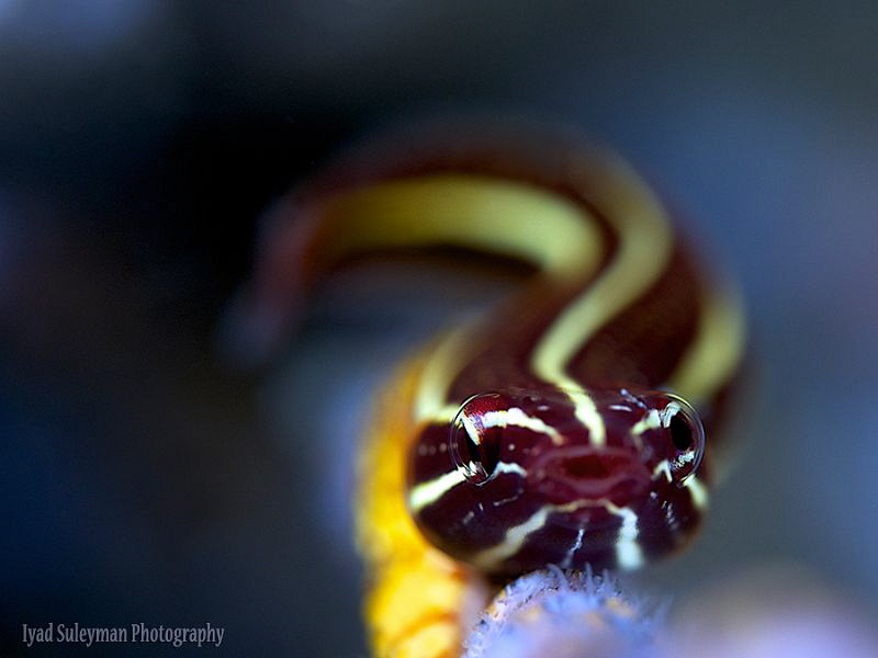 Clingfish by Iyad Suleyman 