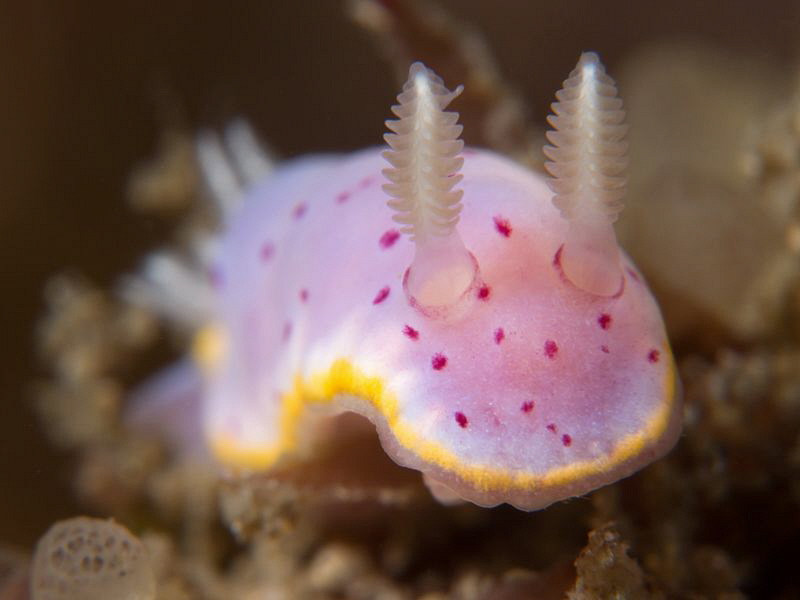 Chromodoris woodwardae, Kurnell. by Doug Anderson 