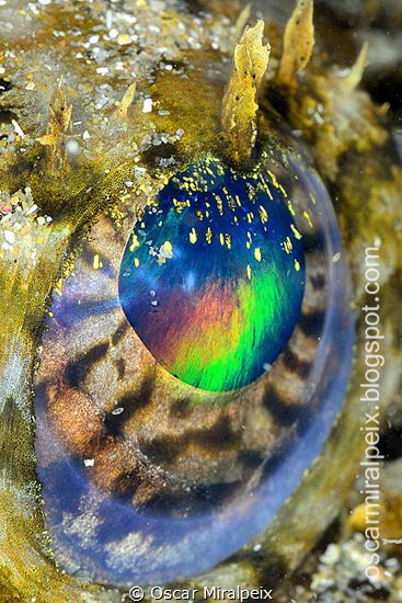 "RAINBOW" by Oscar Miralpeix 