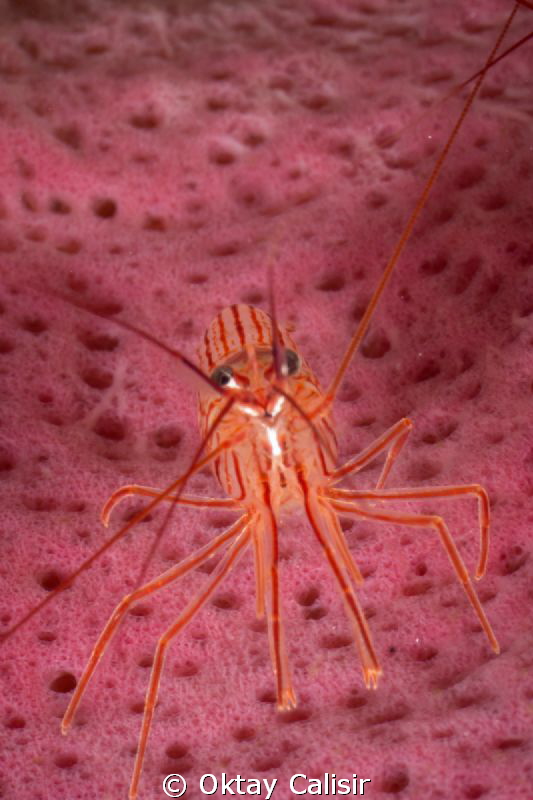 Red Night Shrimp - Cozumel Island / Sony NEX 7 + 50mm f1.... by Oktay Calisir 