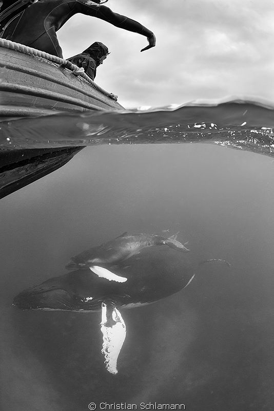 Humpbacks in the Silver Banks. Half half. by Christian Schlamann 