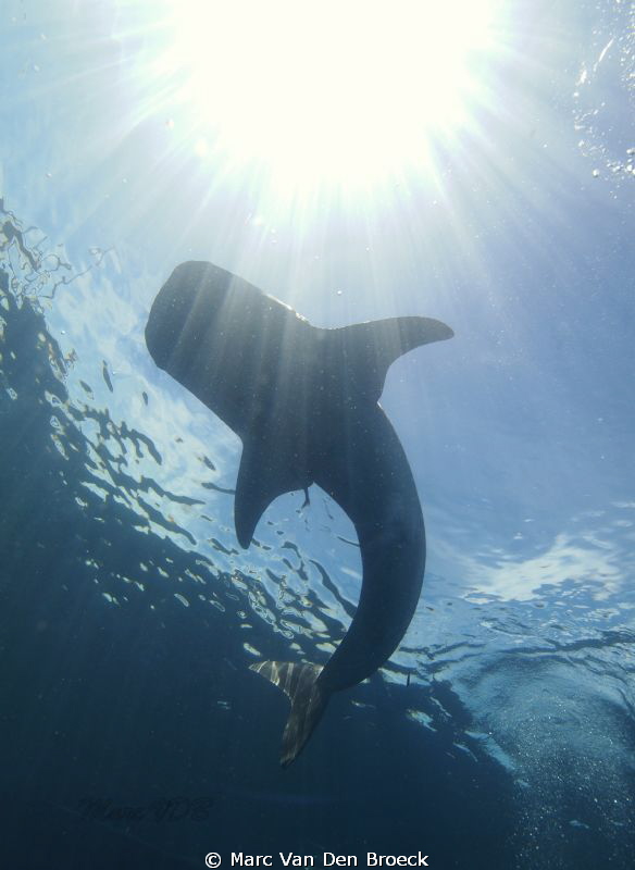 whale shark by Marc Van Den Broeck 