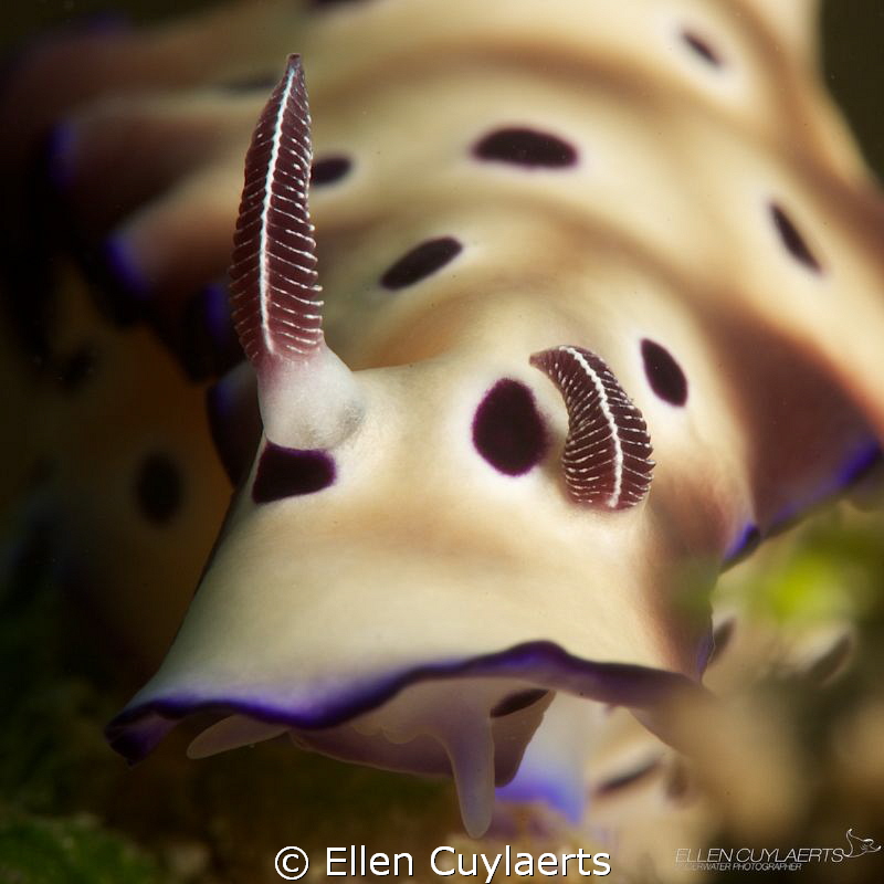 'One Down'

Eating Risbecia Tryoni by Ellen Cuylaerts 