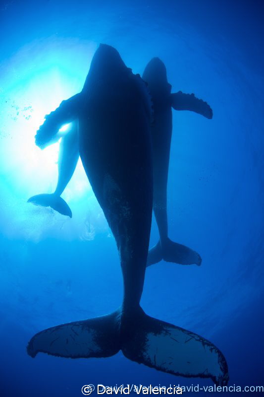 Humpback Whales; This mother, calf, and escort male swam ... by David Valencia 