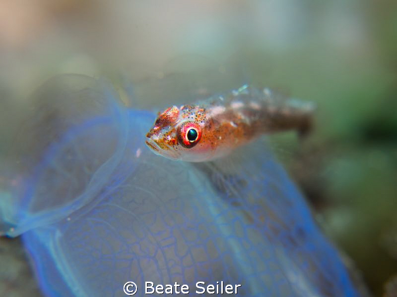 small blennie on a tunicate by Beate Seiler 