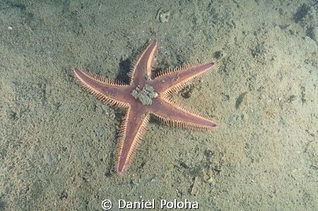 Astropecten spiny sea star on the silty bottom of Mahuran... by Daniel Poloha 