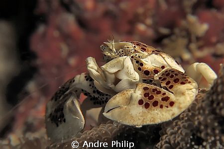 porcelain crab by Andre Philip 