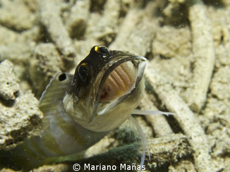 Goby by Mariano Mañas 