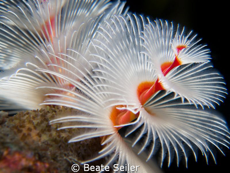X-mas tree worm by Beate Seiler 