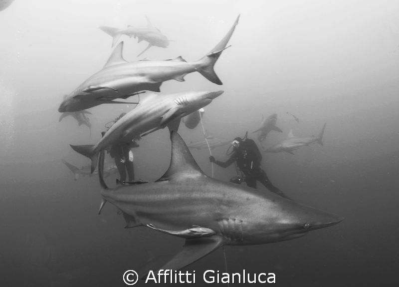 no fear... by Afflitti Gianluca 