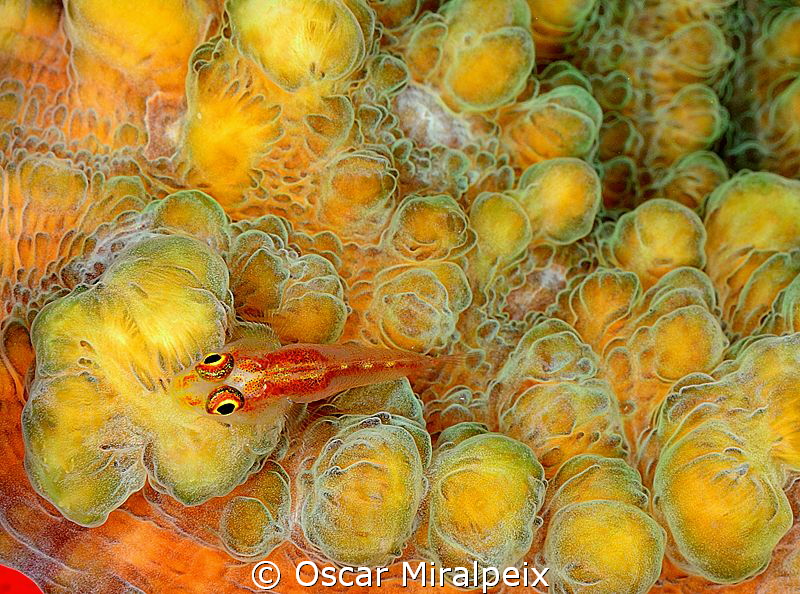 Goby
"yellow" by Oscar Miralpeix 