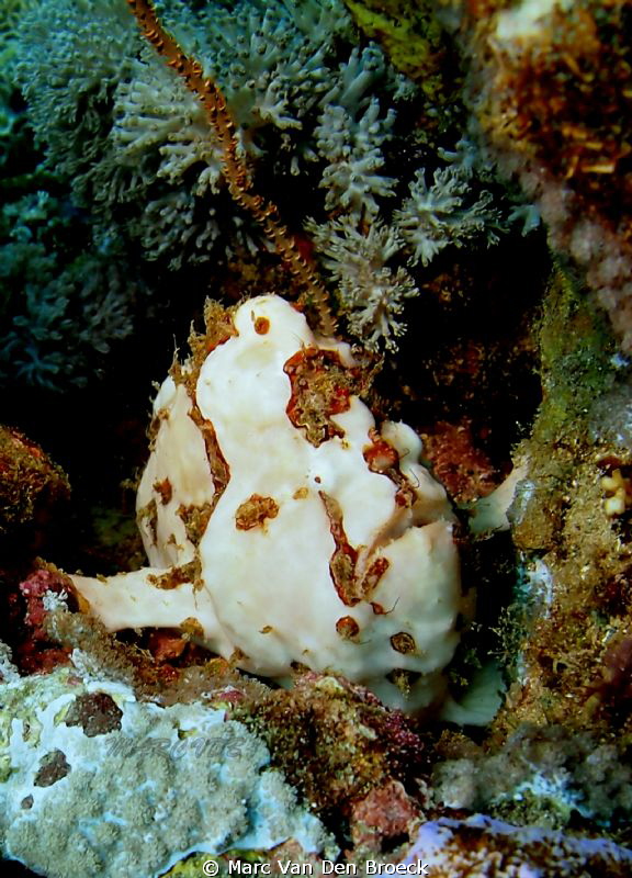 perfect camoflage by Marc Van Den Broeck 