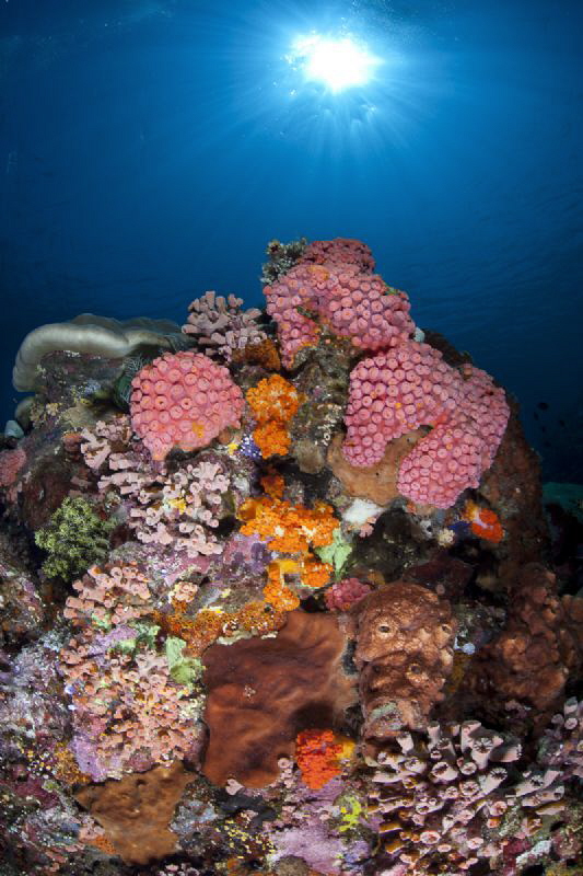Reef Scene from Komodo by Stew Smith 